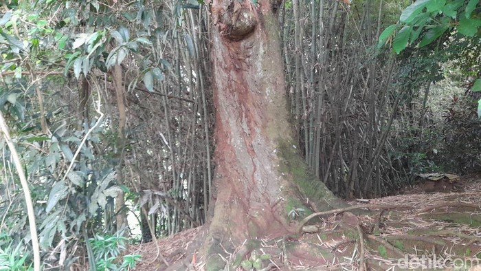 Pohon mangga raksasa di Sumedang.