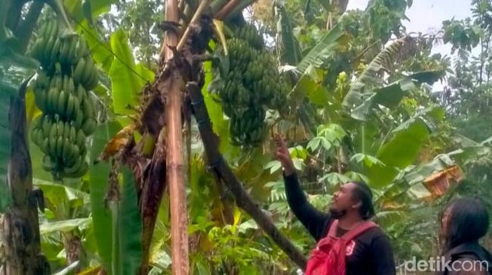 Pohon pisang unik di Klaten, punya lima tandan. Foto diunggah Jumat (24/2/2023).