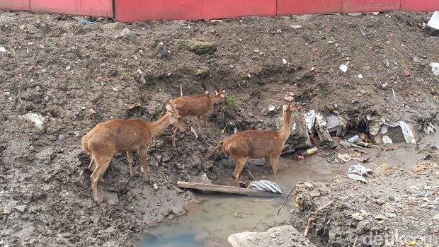 Rusa di Taman Sriwedari Solo, Jumat (24/2/2023).