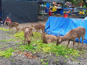 Rusa-rusa di Taman Sriwedari Solo Disebut Kotor-Kurus, Begini Kondisinya