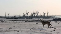 Tampak sisa-sisa batang pohon yang sebelumnya hidup di Miramar de Ansenuza.
