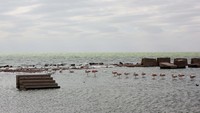 Burung flamingo terlihat di sisa -sisa kota Miramar de Ansenuza.