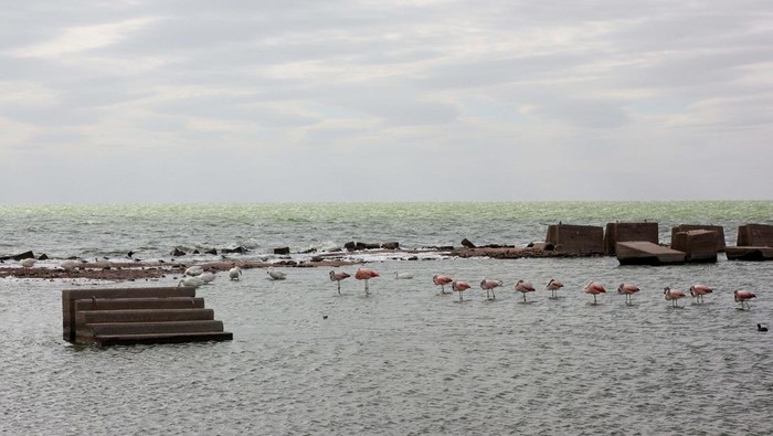 Sempat Hilang, Kota Ini Muncul Setelah Air Laguna Menyusut Flamingos are seen in the remains of the city of Miramar de Ansenuza, flooded in the 70's, and now uncovered by a prolongued drought affecting the Mar Chiquita lagoon, in Cordoba, Argentina February 20, 2023. REUTERS/Sebastian Toba NO RESALES. NO ARCHIVES