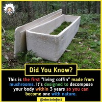 Einstein Fact