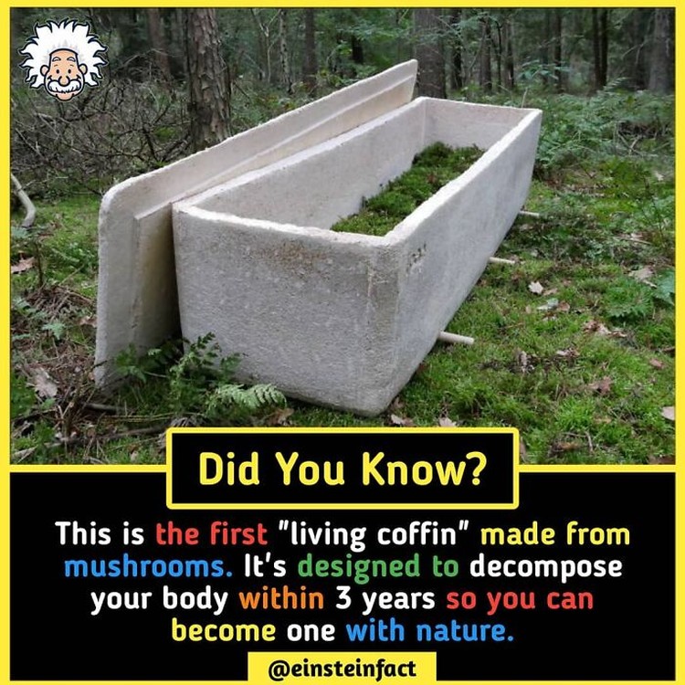 Einstein Fact