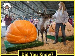 10 Fakta Menarik yang Bikin Pengetahuan Kamu Tambah Luas