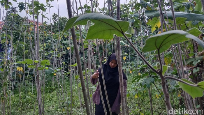 Tanjung sata menjaga pohon Saeh yang jadi bahan baku kertas Daluang