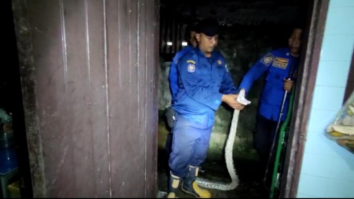 Ular jenis sanca saat dievakuasi petugas