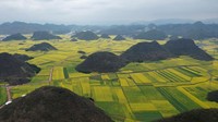 Tak hanya dinikmati secara visual, bunga rapa dibudidayakan untuk kemudian diambil minyak yang berasal dari biji.