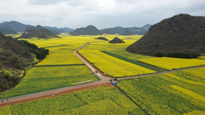 1469350036 LUOPING, CHINA - FEBRUARY 24: Aerial view of blooming rapeseed flowers at Jinji Fengcong Scenic Area on February 24, 2023 in Luoping County, Qujing City, Yunnan Province of China. (Photo by Li Jiaxian/China News Service/VCG via Getty Images)