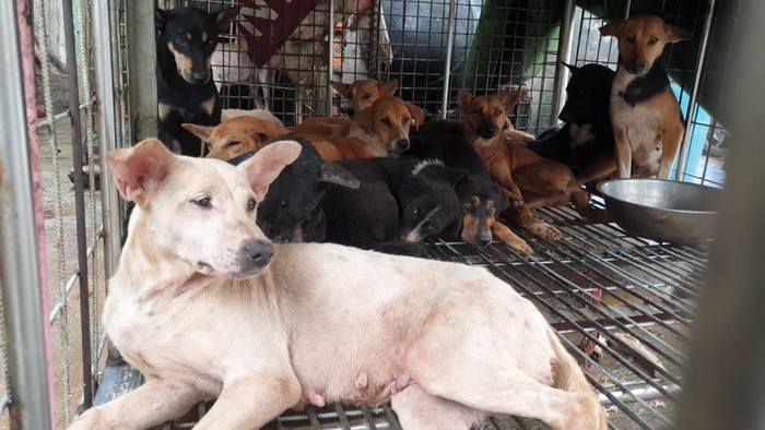 Anjing-anjing di tempat yang diduga sebagai penjagalan anjing di Cengkareng, Jakarta Barat, 24 Februari 2023. (Dok Doni Herdaru - Animal Defender)