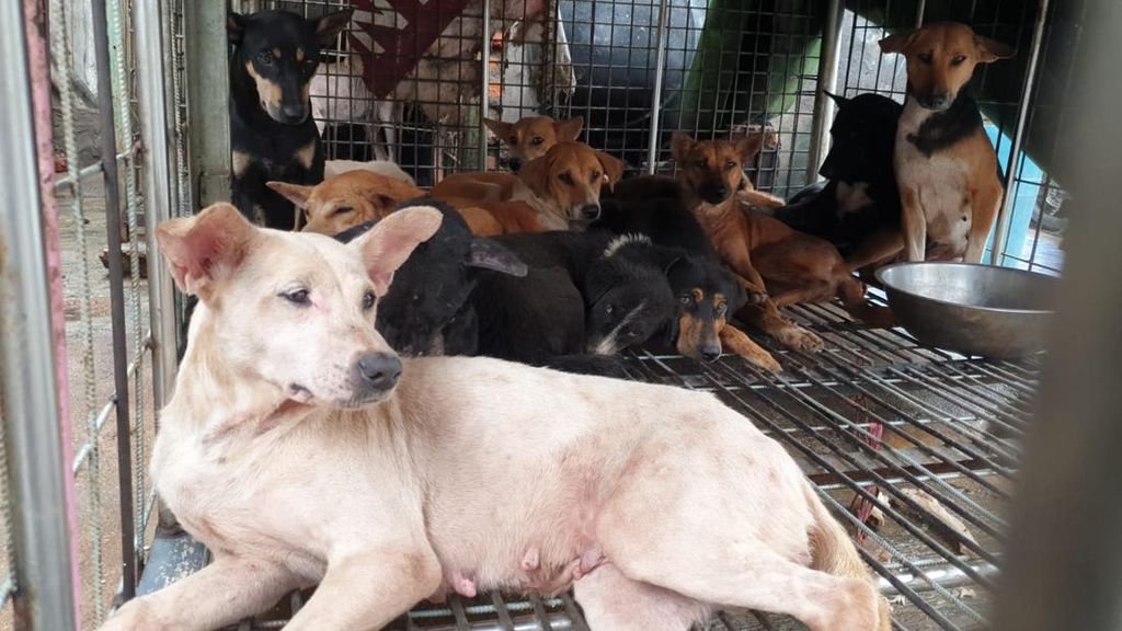 Pemprov DKI Observasi 56 Anjing dari Penjagalan di Jakbar, Ini Hasilnya