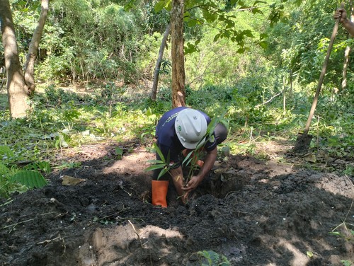 Bupati Manggarai Barat Edistasius Endi menanam bambu di kawasan Goa Batu Cermin Labuan Bajo, Sabtu (25/2/2023).