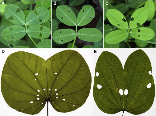 Daun tumbuhan modern dengan lubang bekas gigitan serangga simetris.
