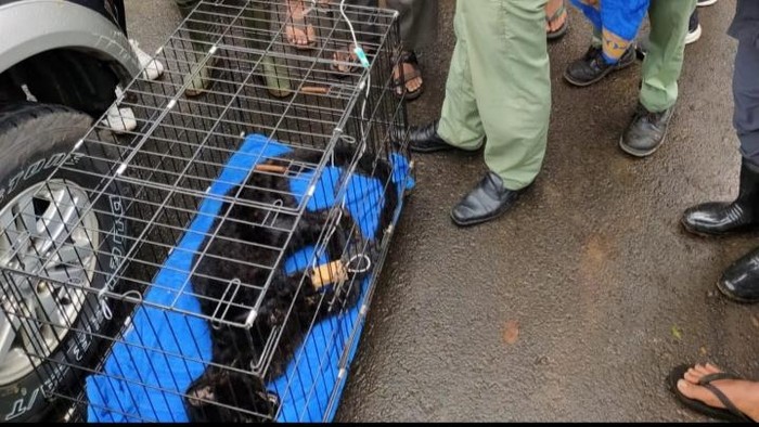 Petugas mengevakuasi macan kumbang dari dapur milik warga.