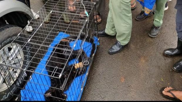 Petugas mengevakuasi macan kumbang dari dapur milik warga.