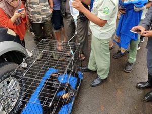 Macan Kumbang Masuk Dapur Warung Gegerkan Warga Pekalongan