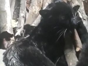 Geger Macan Kumbang Nyelonong ke Dapur Warga Pekalongan