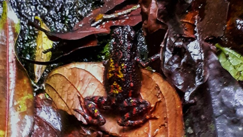 Penampakan katak merah atau kodok darah di kawasan Gunung Putri Taman Nasional Gunung Gede Pangrango
