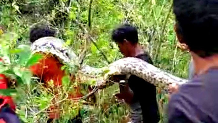 Warga mengevakuasi ular piton 9 meter di Buton Tengah, Sultra.