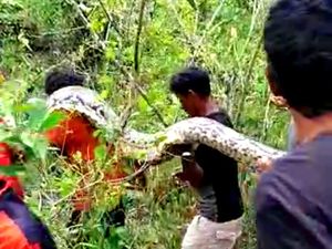 Beda Nasib Piton 9 Meter di Buton Tengah dengan 2 Ular Sejenis di Muna Barat