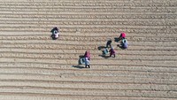 Memasuki musim semi dan musim tanam para petani bergotong-royong menanam kentang.