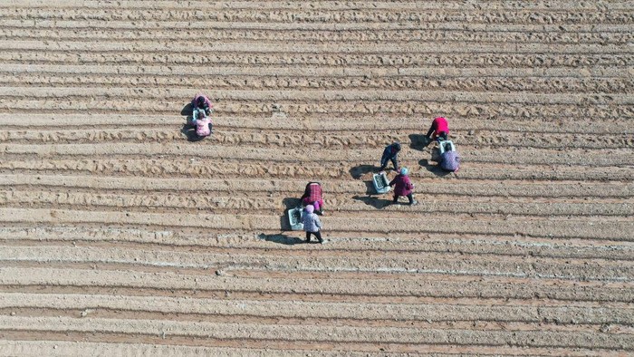 ZAOZHUANG, CHINA - FEBRUARY 25: Aerial view of farmers sowing potato seeds in a field on February 25, 2023 in Zaozhuang, Shandong Province of China. (Photo by VCG/VCG via Getty Images)