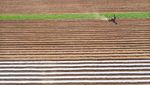 Lanskap Indah Ladang Pertanian Kentang di China