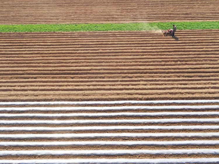 Lanskap Indah Ladang Pertanian Kentang di China