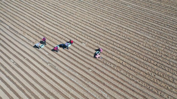 1469433281 ZAOZHUANG, CHINA - FEBRUARY 25: Aerial view of farmers sowing potato seeds in a field on February 25, 2023 in Zaozhuang, Shandong Province of China. (Photo by VCG/VCG via Getty Images)
