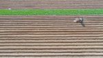 Lanskap Indah Ladang Pertanian Kentang di China