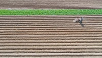 Begini lanskap sebuah ladang kentang di kawasan Zaozhuang, Provinsi Shandong, China, Sabtu (25/2/2023).