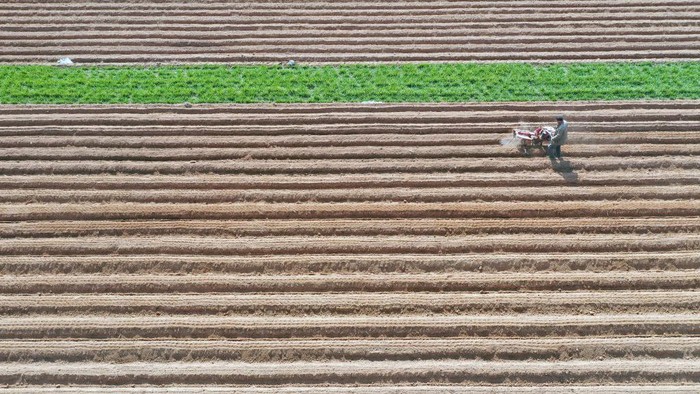 1469433281 ZAOZHUANG, CHINA - FEBRUARY 25: Aerial view of farmers sowing potato seeds in a field on February 25, 2023 in Zaozhuang, Shandong Province of China. (Photo by VCG/VCG via Getty Images)