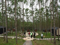 Hutan Penghasil Minyak Atsiri Bakal Hadir di IKN
