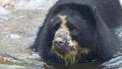 Terobos Kandang 2 Kali dan buat Situasi Darurat, Beruang Ini Kini Dikelilingi Parit
