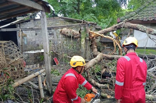 BPBD Kabupaten Karangasem saat melakukan penanganan pohon tumbang yang menimpa atap rumah warga di Kabupaten Karangasem Minggu (26/2/2023). (istimewa)