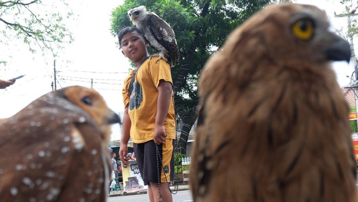 EDUKASI MENGENAL BURUNG HANTU Seorang anak berinteraksi dengan burung hantu yang dipamerkan saat kegiatan Hari Bebas Kendaraan Bermotor atau Car Free Day (CFD) di Solo, Jawa Tengah, Minggu (26/2/2023). Kegiatan yang digelar oleh komunitas pecinta burung hantu di Solo tersebut sebagai sarana edukasi bagi warga mengenai berbagai jenis burung hantu dan perawatannya. ANTARA FOTO/Maulana Surya/foc.