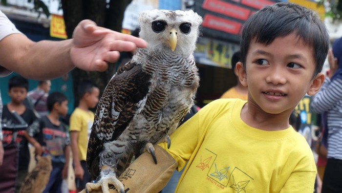 Seorang anak berinteraksi dengan burung hantu yang dipamerkan saat kegiatan Hari Bebas Kendaraan Bermotor atau Car Free Day (CFD) di Solo, Jawa Tengah, Minggu (26/2/2023). Kegiatan yang digelar oleh komunitas pecinta burung hantu di Solo tersebut sebagai sarana edukasi bagi warga mengenai berbagai jenis burung hantu dan perawatannya. ANTARA FOTO/Maulana Surya/foc.