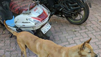 Penampakan anjing berkaki enam ciptaan Google Maps. Foto: Bored Panda