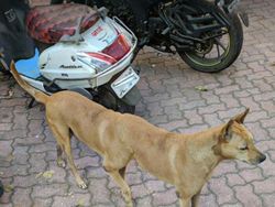 Deretan Penampakan Aneh dan Kocak di Google Maps