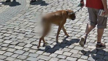 Untuk menjaga privasi anjing ini, Google menyensor bokongnya. Foto: Bored Panda