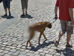 Deretan Penampakan Aneh dan Kocak di Google Maps