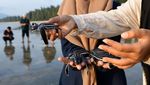 Momen Pelepasliaran Tukik Belimbing di Pantai Wisata Aceh