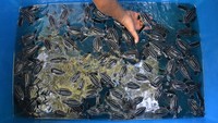 Hal itu dilakukan guna menjaga kelestarian biota laut yang dilindungi khususnya penyu dari ancaman kepunahan.