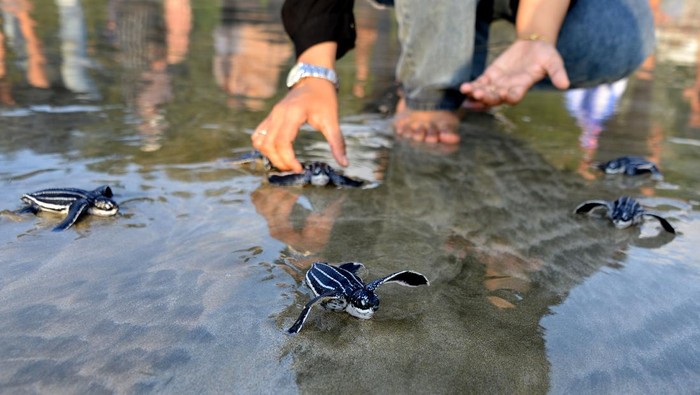 PELEPASAN TUKIK BELIMBING DI PANTAI WISATA ACEH Warga mempersiapkan sejumlah tukik belimbing (Dermochelys coriacea) untuk dilepaskan di perarian pantai wisata, Lhoknga, kabupaten Aceh Besar, Aceh, Sabtu (25/2/2023). Yayasan Seulanga Aceh bersama pengunjung dan anak-anak melepas sebanyak 75 ekor tukik belimbing guna menjaga kelestarian biota laut yang dilindungi khususnya penyu dari ancaman kepunahan. ANTARA FOTO/Ampelsa/aww.