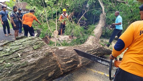 Pohon berdiameter 1,2 meter tumbang di Banjar Dinas Tegalenga, Desa Kalisada, Kecamatan Seririt, Kabupaten Buleleng, Bali, Minggu (26/2/2023).
