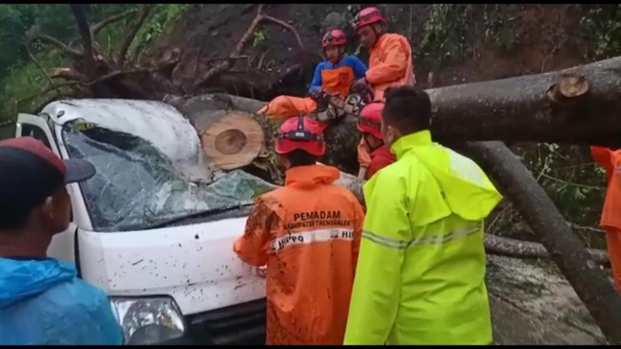 Pohon Tumbang Jalur Trenggalek-Ponorogo Timpa Dua Kendaraan