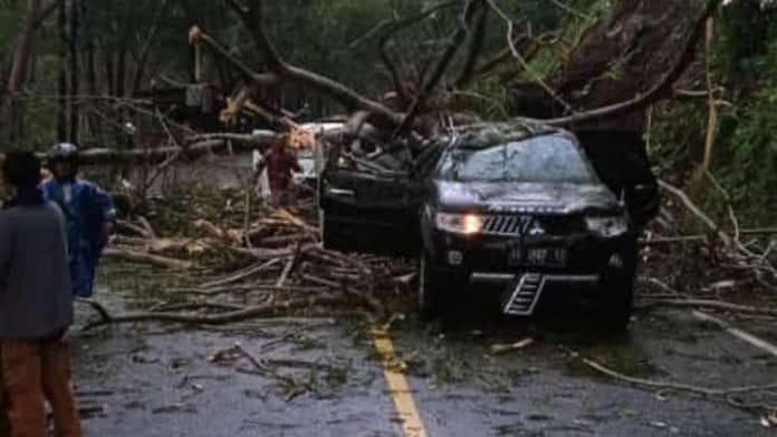 Pohon Tumbang Jalur Trenggalek-Ponorogo Timpa Dua Kendaraan