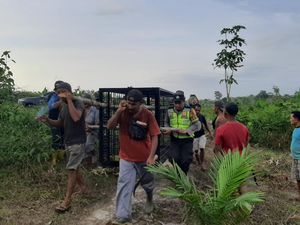 Warga Resah Teror Beruang Liar, Tim Gabungan Pasang Perangkap