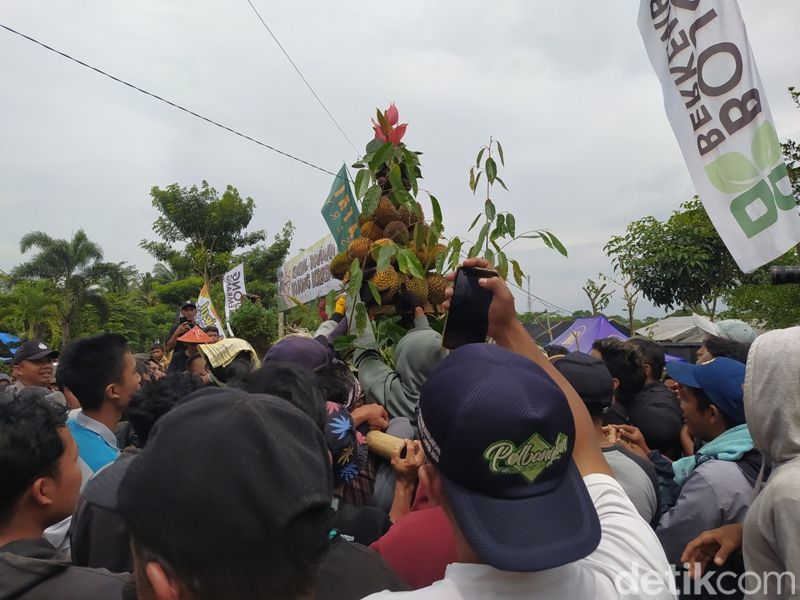 Warga berebut gunungan durian dan tanaman hias dalam event Festival TanDurian di Bojong, Giyanti, Candimulyo, Magelang, Minggu (26/2/2023).